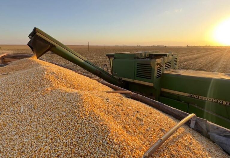 São Gabriel do Oeste é destaque na produção de milho e conquista 2º lugar em produtividade em MS